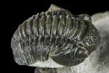 Two Detailed Gerastos Trilobite Fossils - Morocco #173779-2